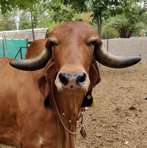 Unlocking the Amazing Benefits of Gir Cow Ghee