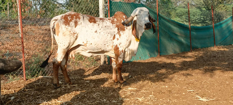 A2 vs. A1 Ghee: Why Gir Cow Ghee is the Healthier Choice
