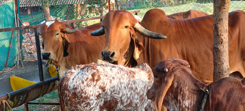 How to Identify Pure Gir Cow Ghee: A Buyer’s Guide