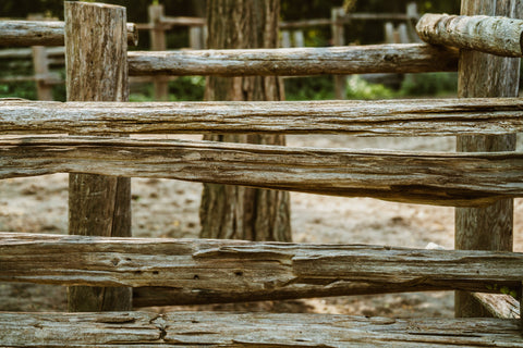 Top 5 Wood-Pressed Oils and Their Health Benefits