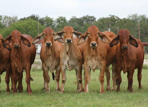 How to Identify Pure Gir Cow Ghee: A Buyer's Guide